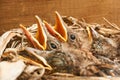 Nest with young blackbirds. Royalty Free Stock Photo