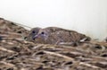 Nest of Young Caribbean Mourning Doves in Puerto Rico Royalty Free Stock Photo