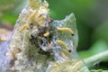 Nest of young caterpillars of Yponomeuta or formerly Hyponomeuta malinellus the apple ermine on an apple leaf in early spring Royalty Free Stock Photo