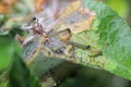 Nest of young caterpillars of Yponomeuta or formerly Hyponomeuta malinellus the apple ermine on an apple leaf in early spring Royalty Free Stock Photo