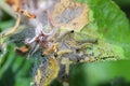 Nest of young caterpillars of Yponomeuta or formerly Hyponomeuta malinellus the apple ermine on an apple leaf in early spring Royalty Free Stock Photo