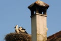 Young storks in their nests on the top of a roof Royalty Free Stock Photo