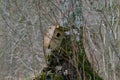 Nestbox Royalty Free Stock Photo