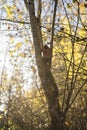 Nestbox in the forest during golden hour, glowing nature, calm, piece, cozyness