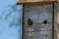 Nestbox on a tree. Mother bird cleans the nestbox