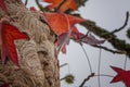 Neste of Asian giant hornet on the tree