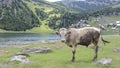 A dirty ox at the Prokosko lake