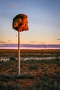 Nested phone pole in South Africa desert.