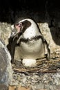 Nestin penguin Royalty Free Stock Photo