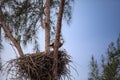 Flying Adult bald eagle Haliaeetus leucocephalus flies near his nest on Marco Island Royalty Free Stock Photo