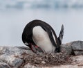 Nesting adult Gentoo Penguin feeding young chick, Antarctic Peninsula Royalty Free Stock Photo