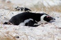 Nesting African Penguin