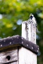 Nesting aid for a coal tit in the own garden, nest box for the breeding time