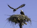 Nesting American Bald Eagle Pair Royalty Free Stock Photo