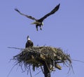 Nesting American Bald Eagle Pair Royalty Free Stock Photo