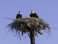 Nesting American Bald Eagle Pair Royalty Free Stock Photo