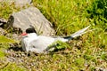 Nesting Arctic Tern Royalty Free Stock Photo