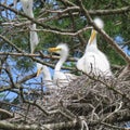 Nesting Baby Egrets Being Fed by Their Mother