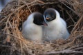 nesting behavior of a pair of penguins