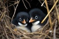 nesting behavior of a pair of penguins