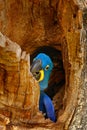 Nesting behaviour. Hyacinth Macaw, Anodorhynchus hyacinthinus, in tree nest cavity, Pantanal, Brazil, South America. Detail portra Royalty Free Stock Photo