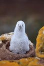 Nesting behaviour. Small albatross in nest. Cute baby of Black-browed albatross, Thalassarche melanophris, sitting on clay nest on