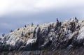 Nesting Birds Atop A Farne Islands Cliff, Northumberland, England Royalty Free Stock Photo