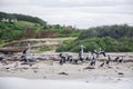 Nesting Birds: Western Australia