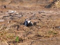 Nesting blacksmith plover Royalty Free Stock Photo