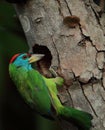 Nesting of blue throated barbet psilopogon asiaticus or megalaima asiatica