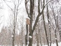 Nesting box on a tree in the winter wood, Russia