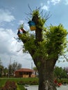 Nesting boxes in Arcadia disctrict in Odessa, Ukraine Royalty Free Stock Photo