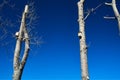 Nesting boxes for birds on tree trunks