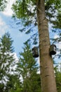 Nesting boxes in Millington Woods