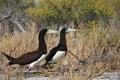 Nesting Brown Booby Couple Royalty Free Stock Photo