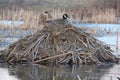 Nesting Canada Goose Royalty Free Stock Photo