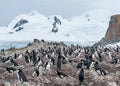 Nesting Chinstrap Penguin colony, Halfmoon Island, Antarctic Peninsula Royalty Free Stock Photo