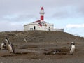 Nesting colony of Magellanic Penguin, Spheniscus magellanicus, Isla Magdalena, Patagonia, Chile