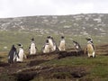 Nesting colony of Magellanic penguin, Spheniscus magellanicus, island of Sounders, Falkland Islands-Malvinas