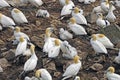 Nesting Colony of Northern Gannets Royalty Free Stock Photo