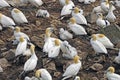 Nesting Colony of Northern Gannets