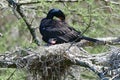 Nesting cormorant with baby with mouth open Royalty Free Stock Photo