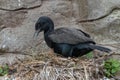 Nesting Cormorant Royalty Free Stock Photo