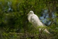 Nesting Egret Royalty Free Stock Photo