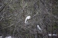 Nesting Egrets in forest
