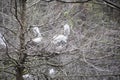 Nesting Egrets in forest