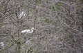 Nesting Egrets in forest