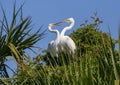 Nesting Egrets Having a Discussion