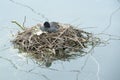 Eurasian coot Royalty Free Stock Photo