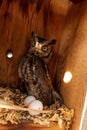 Nesting female eastern screech owl Megascops asio with eggs in a nest box Royalty Free Stock Photo